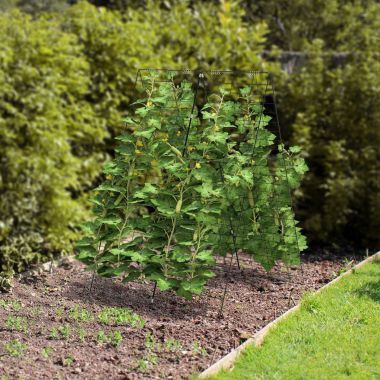 Seinariiul 60cm LWS26BX