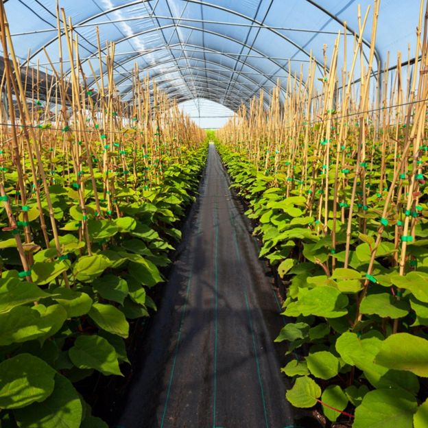 Umbrohufliis 50m² aiafliis umbrohu vastu umbrohukile PP must 50 x 1m-60 g/m²